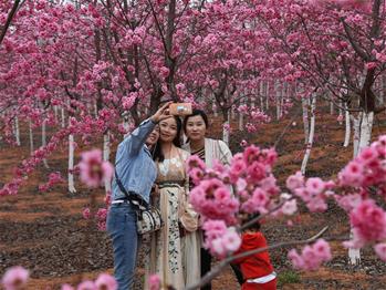 櫻花漫山，一份14年的等待
