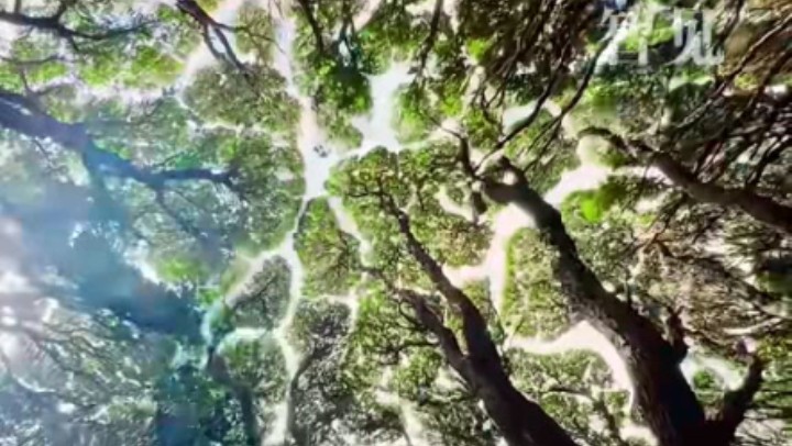 樹木為何會(huì)相互“禮讓”？
