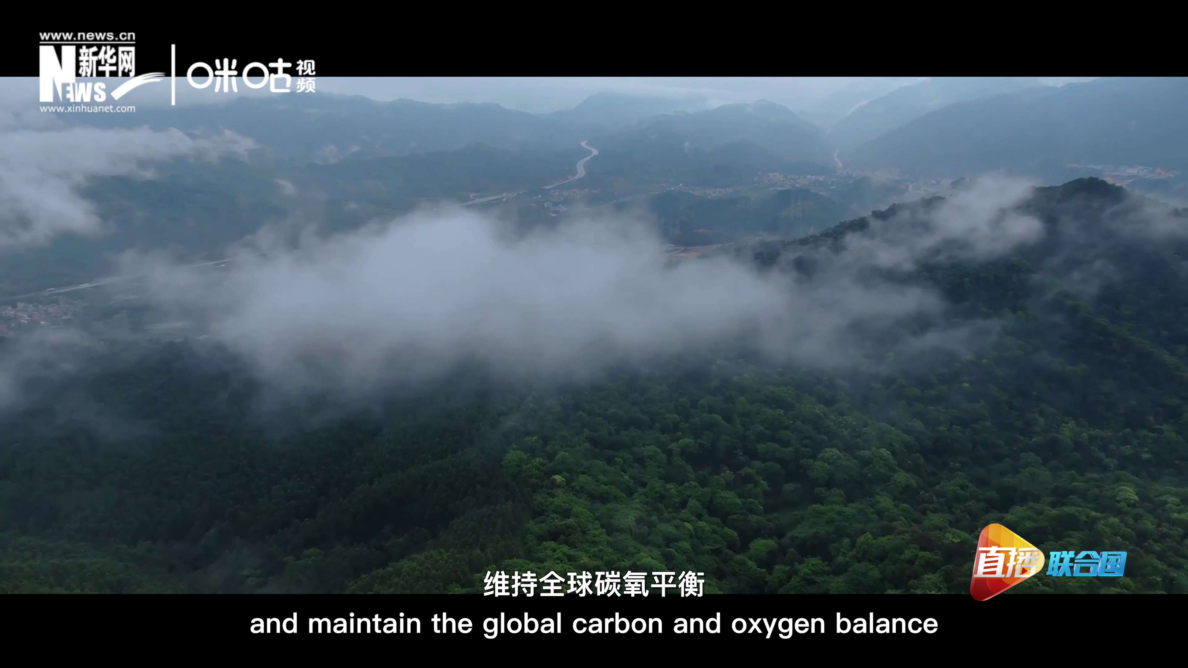 森林的碳匯可以協(xié)助減緩氣候變化，維持全球碳氧平衡