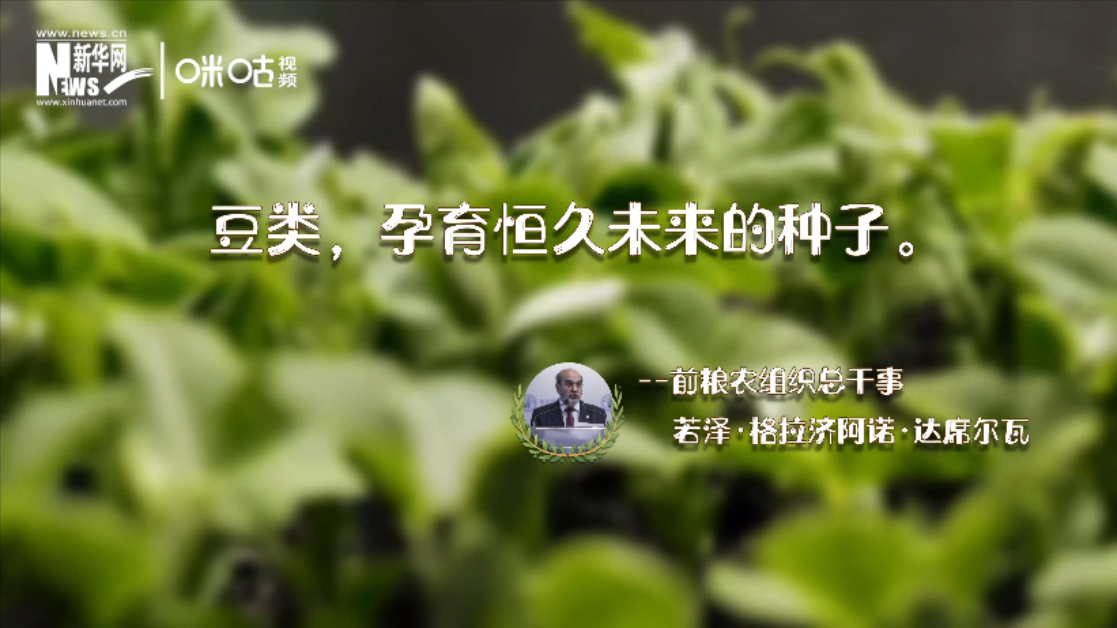 豆類，孕育恒久未來的種子