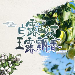 白露已過(guò)，玉露飄香