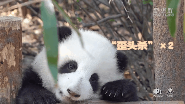 請注意，前方有滾滾發(fā)起近距離“歪頭殺”