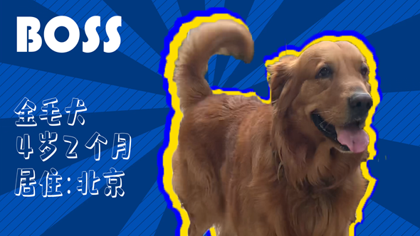 有效拴繩&科學(xué)遛狗——如何文明養(yǎng)犬？“撿屎官”們快看過(guò)來(lái)！